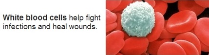 White blood cells help fight infections and heal wounds