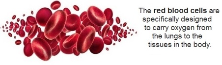 The red blood cells are specifically designed to carry oxygen from the lungs to the tissues in the body